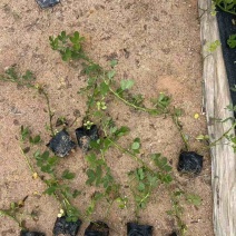 花生草(蔓花生)10-30高，规格齐全，基地直销，一手货源