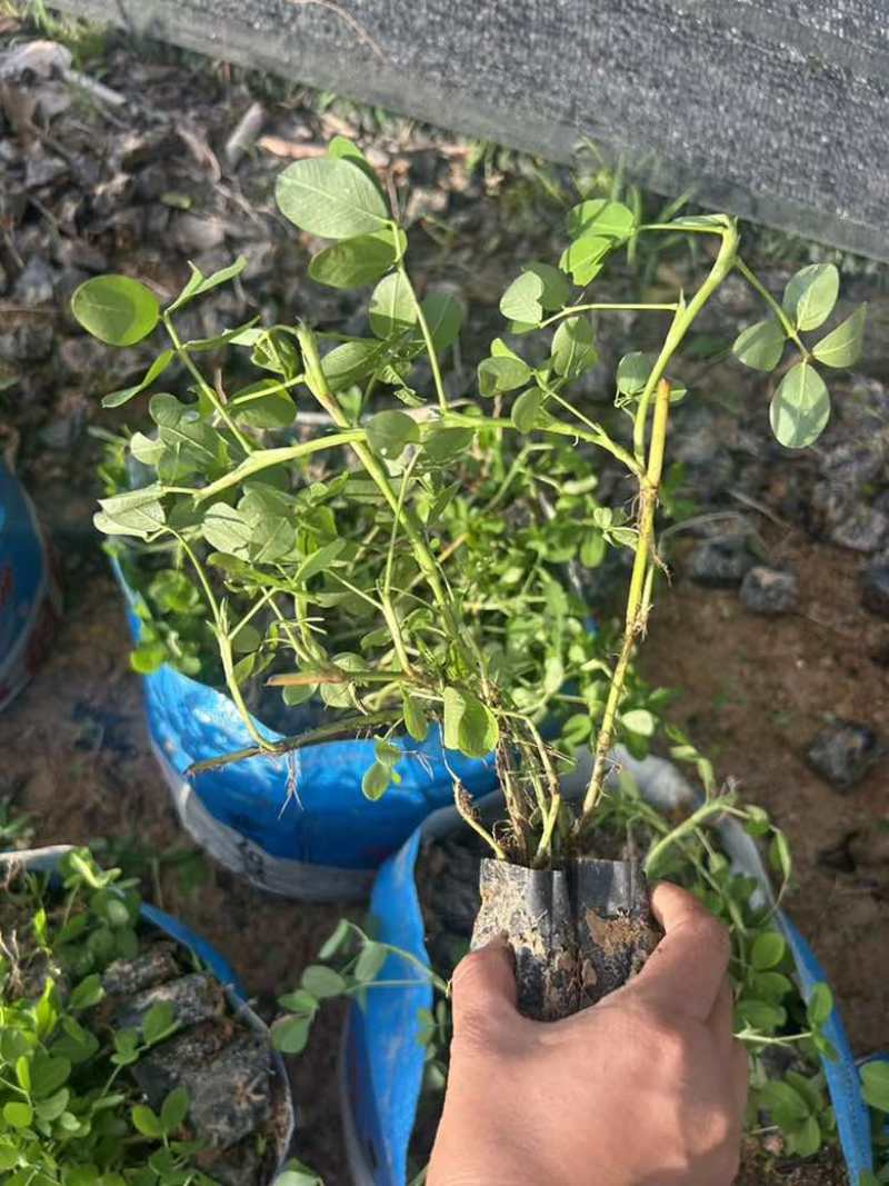 花生草(蔓花生)10-30高，规格齐全，基地直销，一手货源