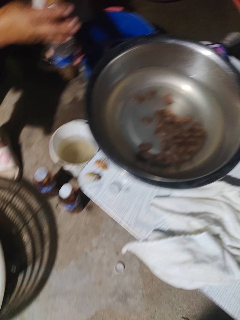 金蝉