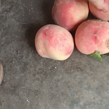大量不套袋鲜桃