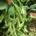 现摘毛豆新鲜带壳青豆子毛豆农家自种鲜嫩大青豆新摘当季蔬菜