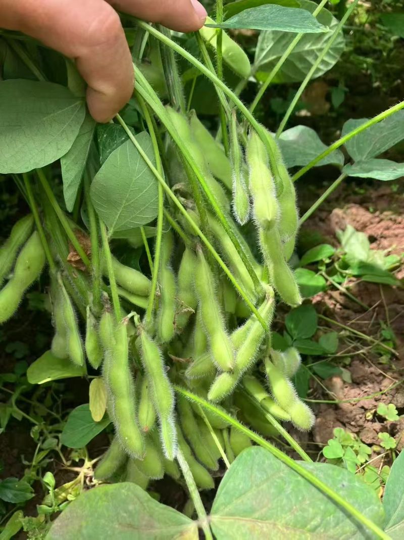 现摘毛豆新鲜带壳青豆子毛豆农家自种鲜嫩大青豆新摘当季蔬菜