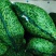 现摘毛豆新鲜带壳青豆子毛豆农家自种鲜嫩大青豆新摘当季蔬菜