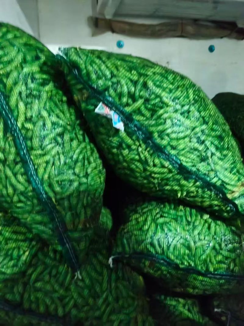 现摘毛豆新鲜带壳青豆子毛豆农家自种鲜嫩大青豆新摘当季蔬菜