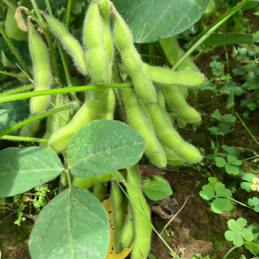 现摘毛豆新鲜带壳青豆子毛豆农家自种鲜嫩大青豆新摘当季蔬菜