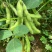 现摘毛豆新鲜带壳青豆子毛豆农家自种鲜嫩大青豆新摘当季蔬菜