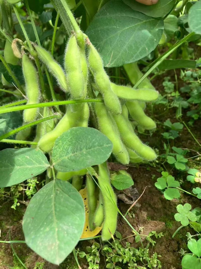 现摘毛豆新鲜带壳青豆子毛豆农家自种鲜嫩大青豆新摘当季蔬菜