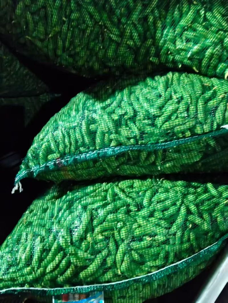 现摘毛豆新鲜带壳青豆子毛豆农家自种鲜嫩大青豆新摘当季蔬菜