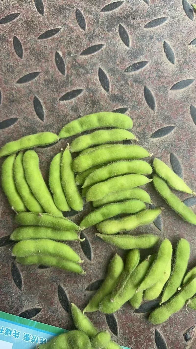 现摘毛豆新鲜带壳青豆子毛豆农家自种鲜嫩大青豆新摘当季蔬菜