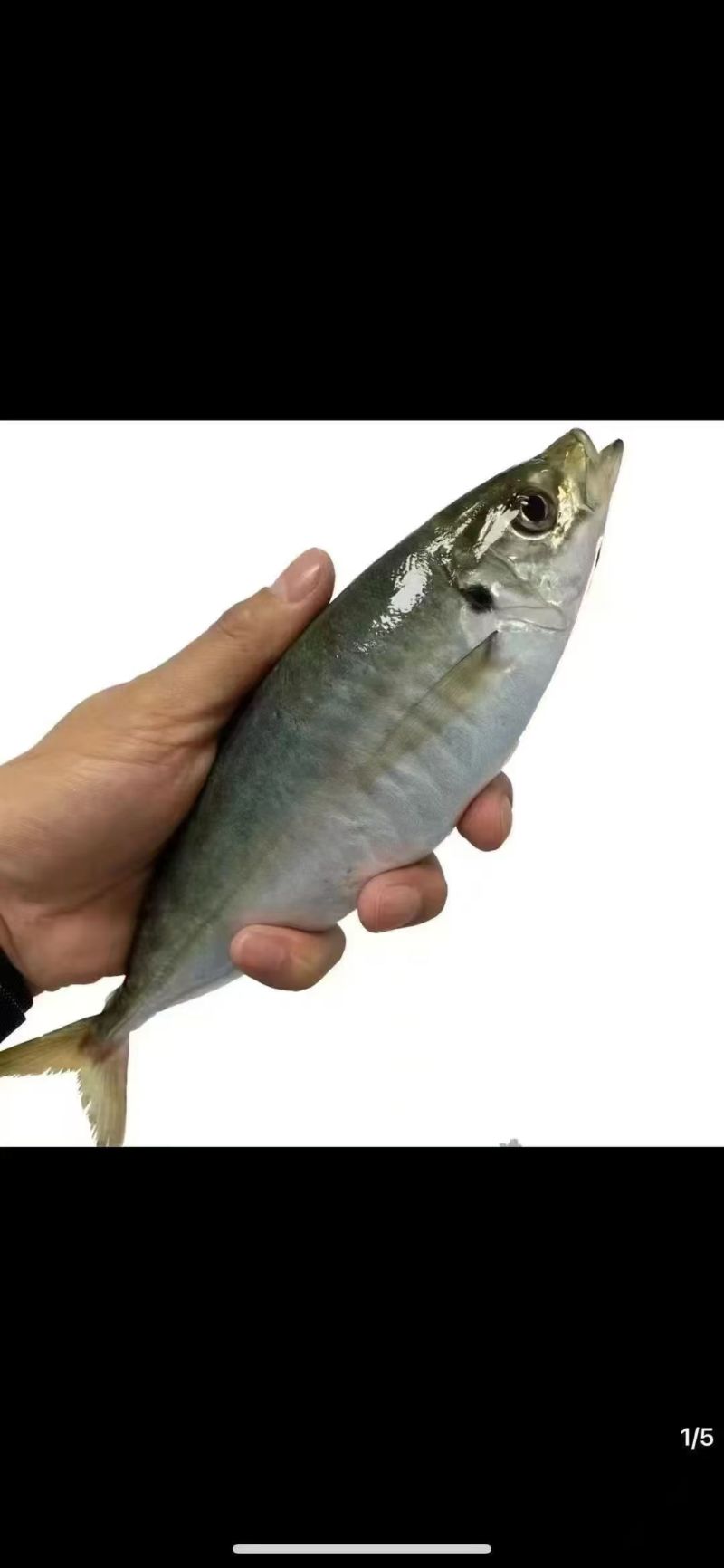 东山岛养殖巴浪鱼