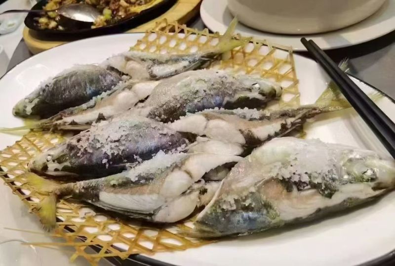 东山岛养殖巴浪鱼