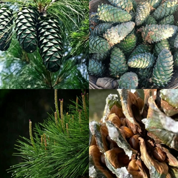 云南大松搭