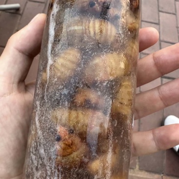 杜仲蝉大批量现货