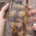 杜仲蝉大批量现货