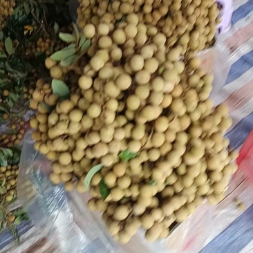 一级龙眼