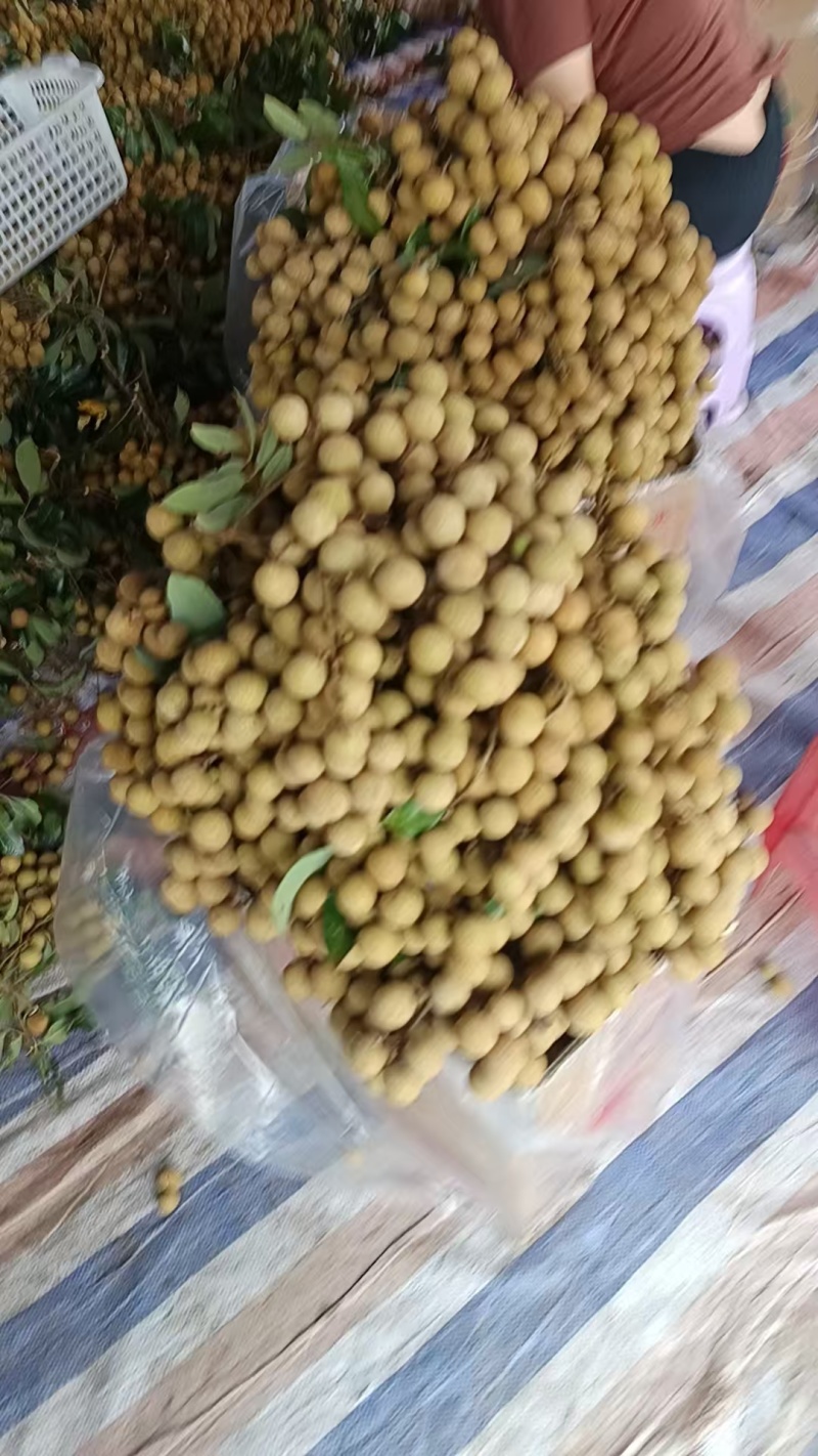 一级龙眼