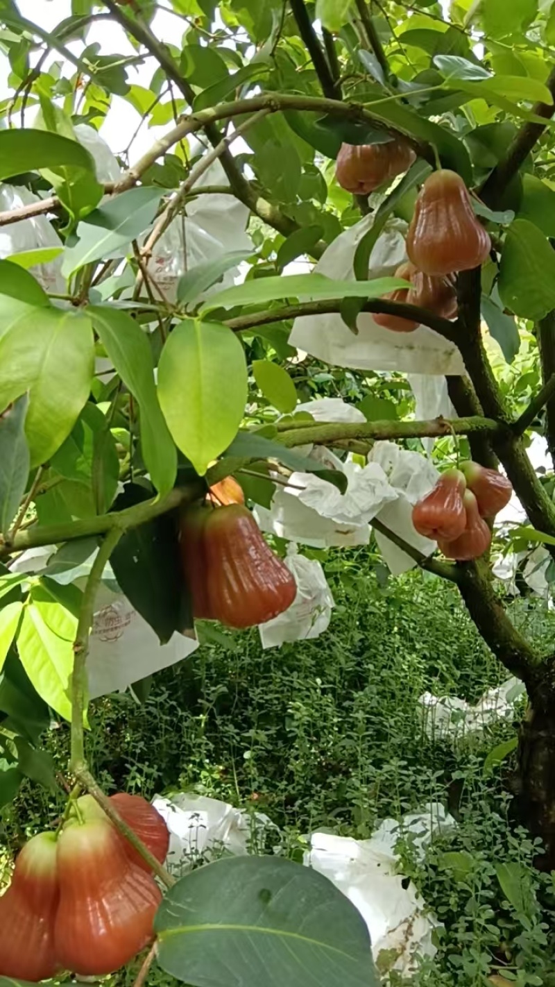 黑糖芭比莲雾｜台农3号超脆清甜
