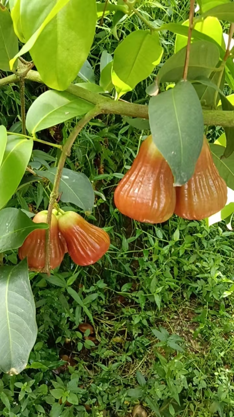 黑糖芭比莲雾｜台农3号超脆清甜