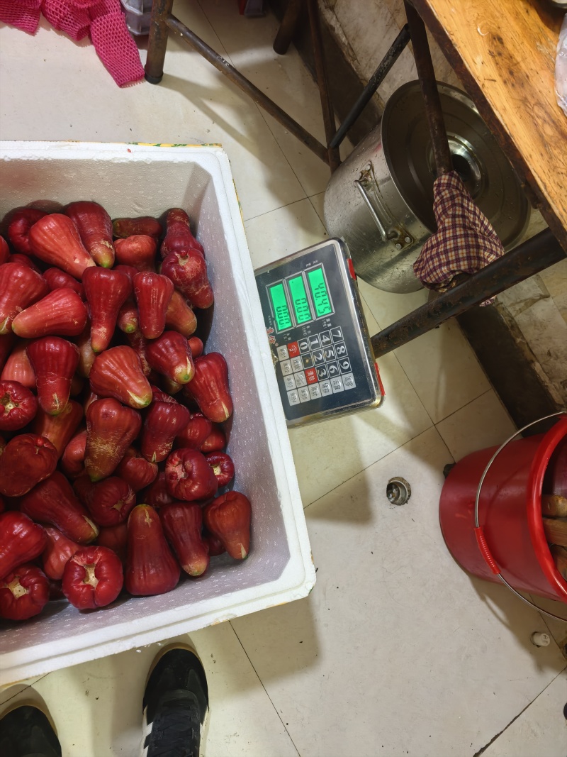 黑糖芭比莲雾｜台农3号超脆清甜