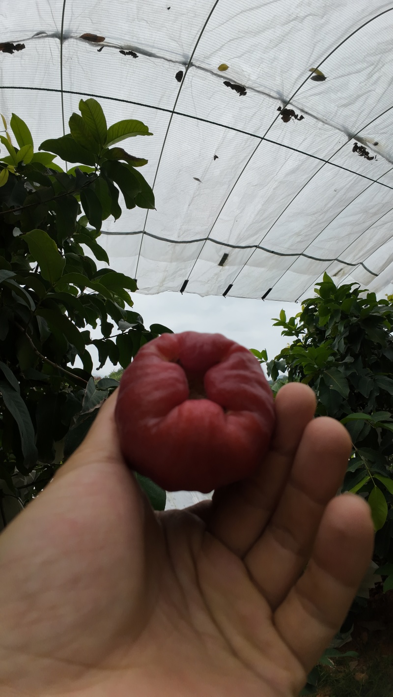 黑糖芭比莲雾｜台农3号超脆清甜