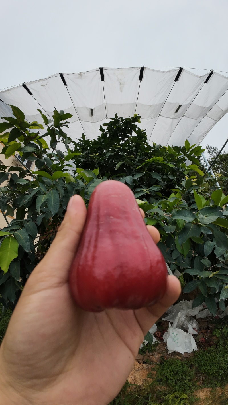 黑糖芭比莲雾｜台农3号超脆清甜
