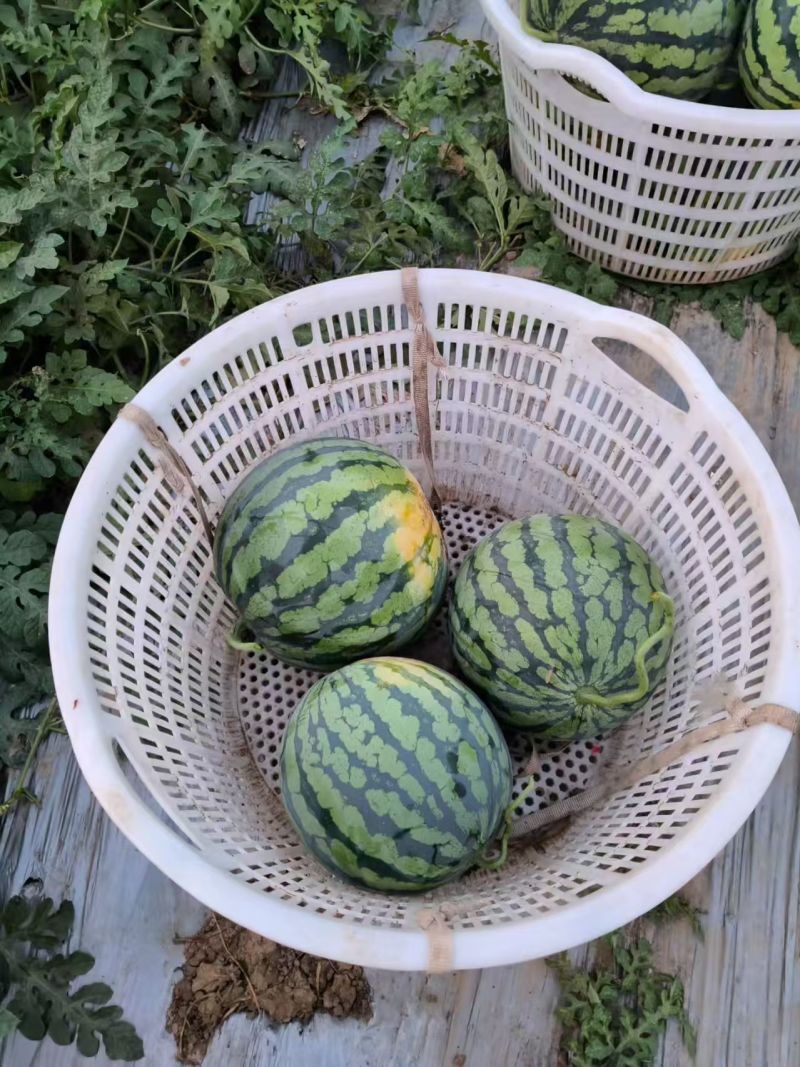 源头供应西瓜24小时在线