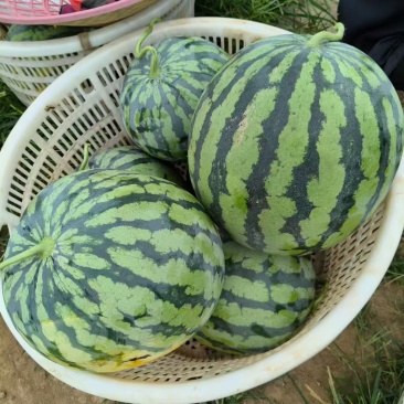源头供应西瓜24小时在线