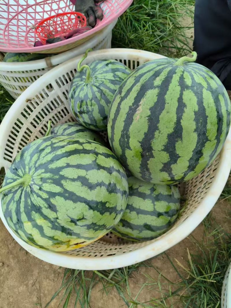 源头供应西瓜24小时在线