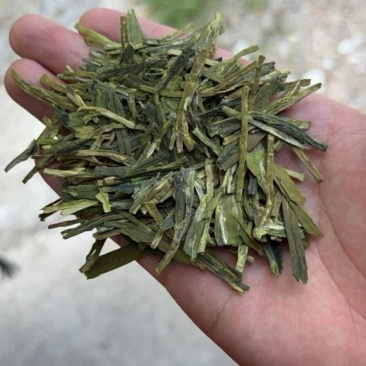 龙井新茶