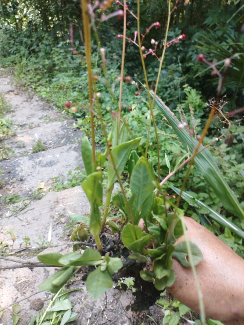 土人参，高丽参根茎