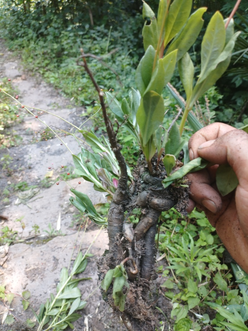土人参，高丽参根茎