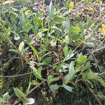 土人参，高丽参根茎