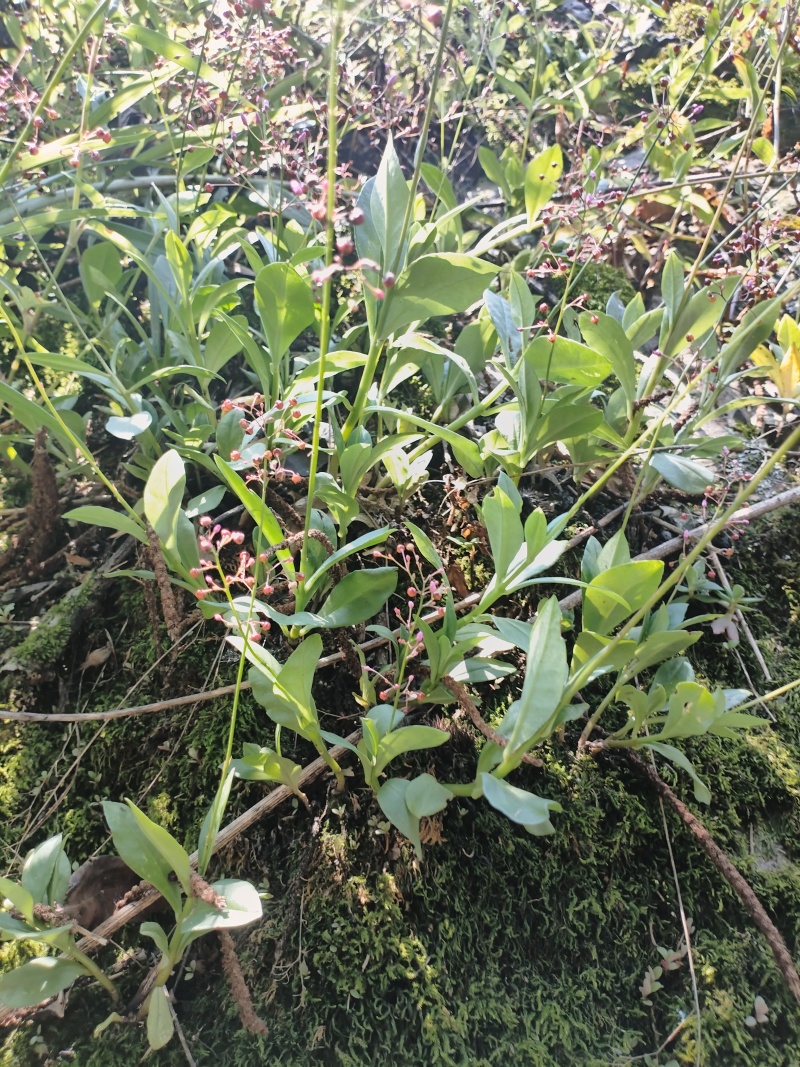 土人参，高丽参根茎