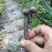 土人参，高丽参根茎