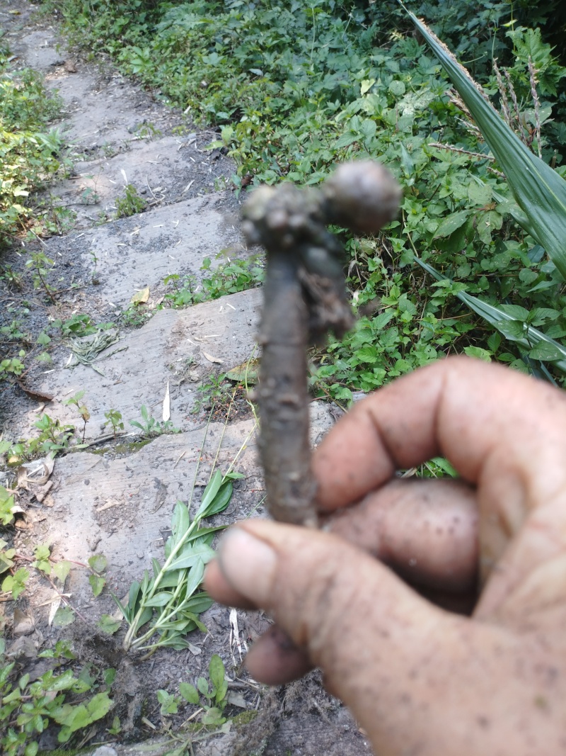 土人参，高丽参根茎
