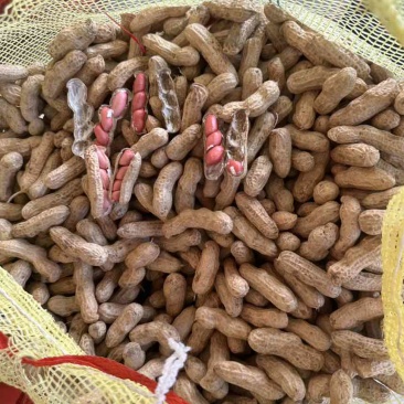 河南开封鲜花生大量上市需要联系