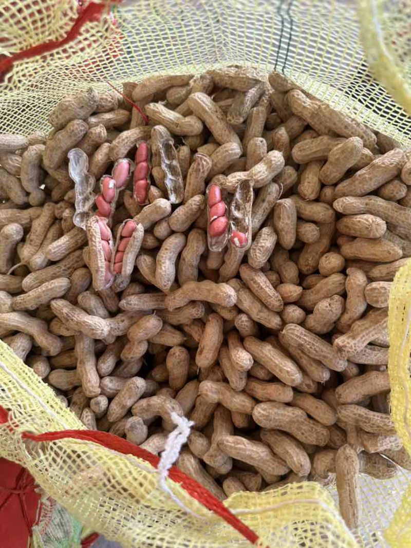 河南开封鲜花生大量上市需要联系
