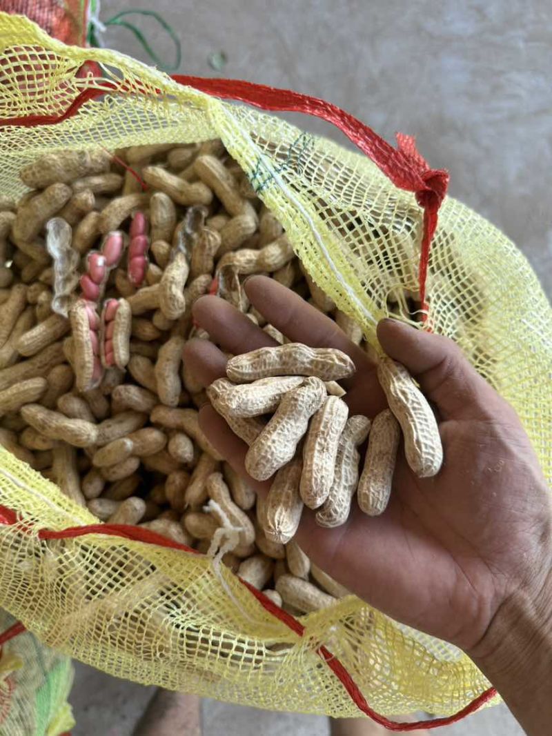 河南开封鲜花生大量上市需要联系