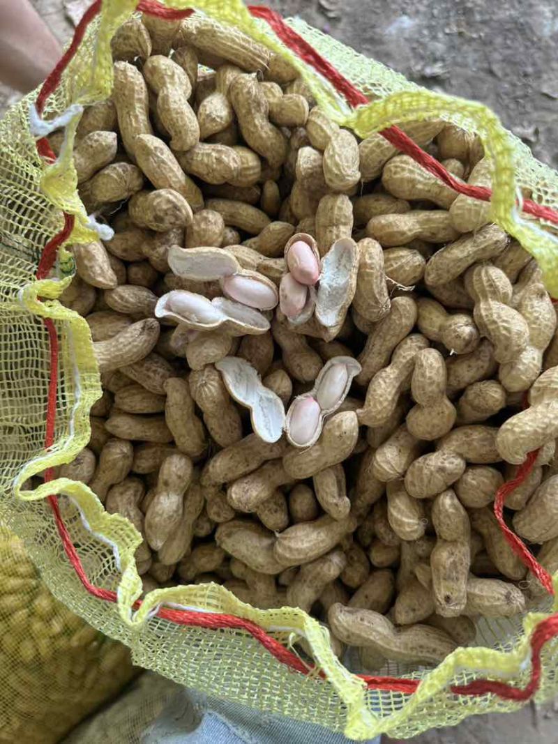 河南开封鲜花生大量上市需要联系