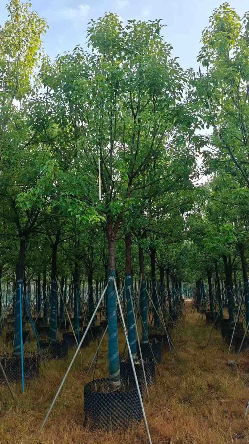 全冠香樟8-30分，基地直销，一手货源，无中间商赚差价