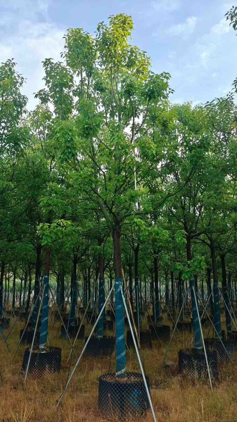 全冠香樟8-30分，基地直销，一手货源，无中间商赚差价