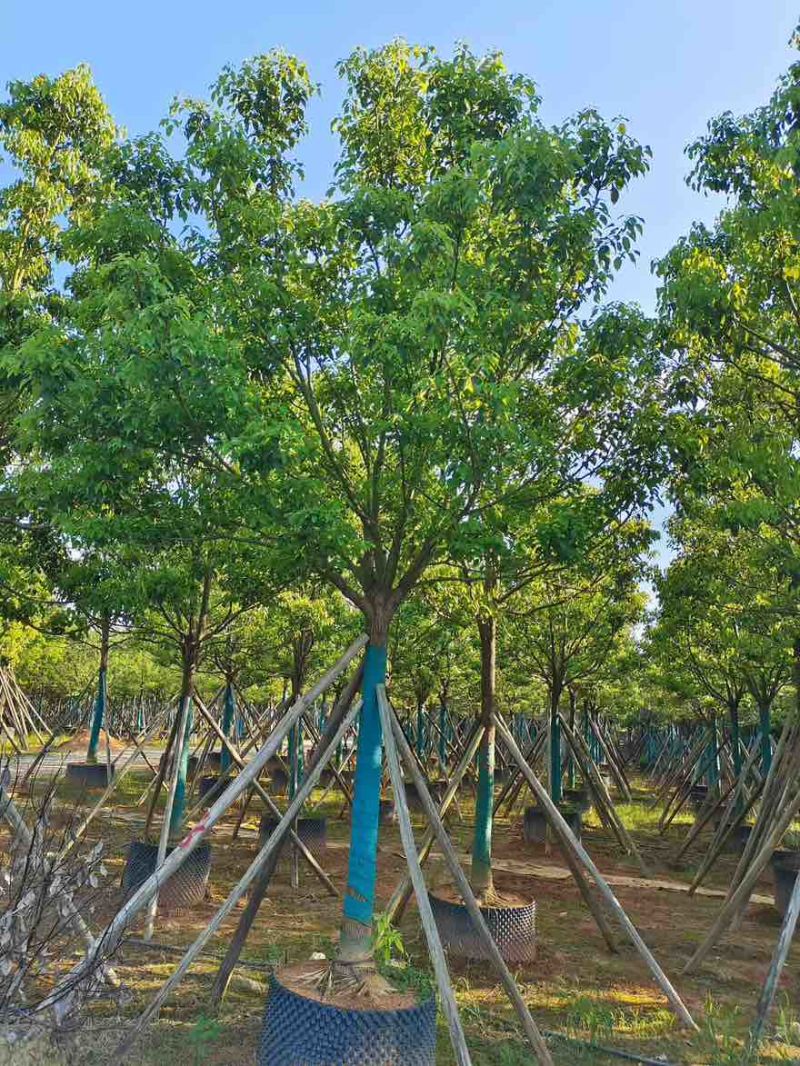 香樟全冠8-35分，一手货源，基地直销，无中间商赚差价