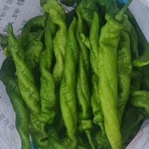 农户自销随时定随时摘自提***********