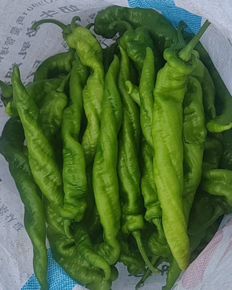 农户自销随时定随时摘自提
