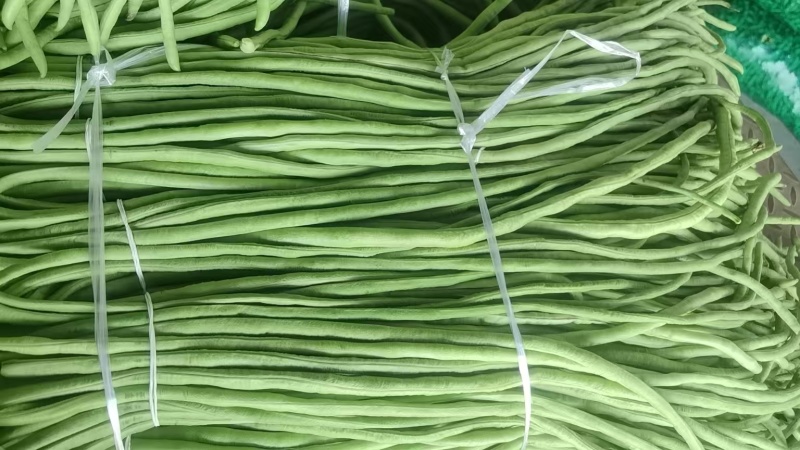 精品豆角大量上市。