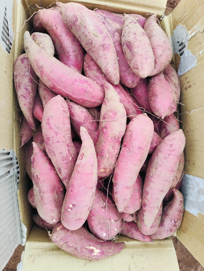广东湛江雷州西瓜红电商货