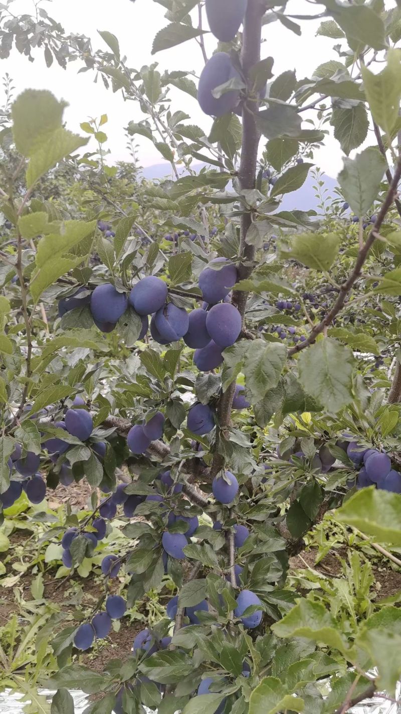 西梅李子