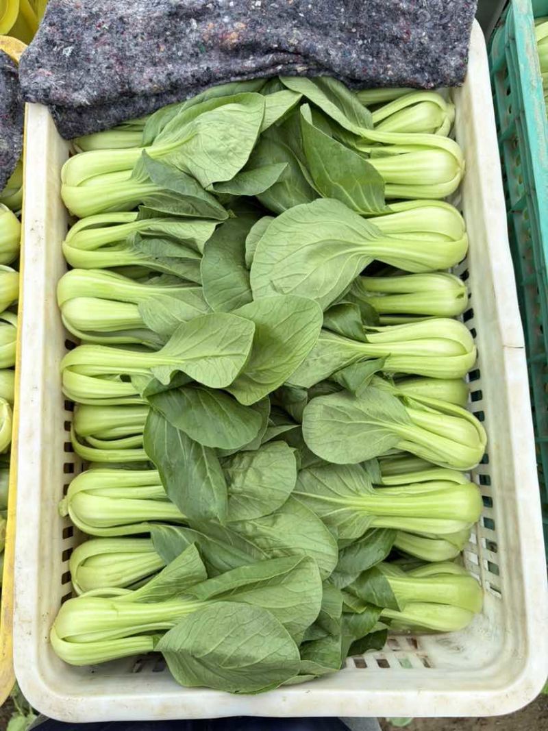 二级油菜大量有货