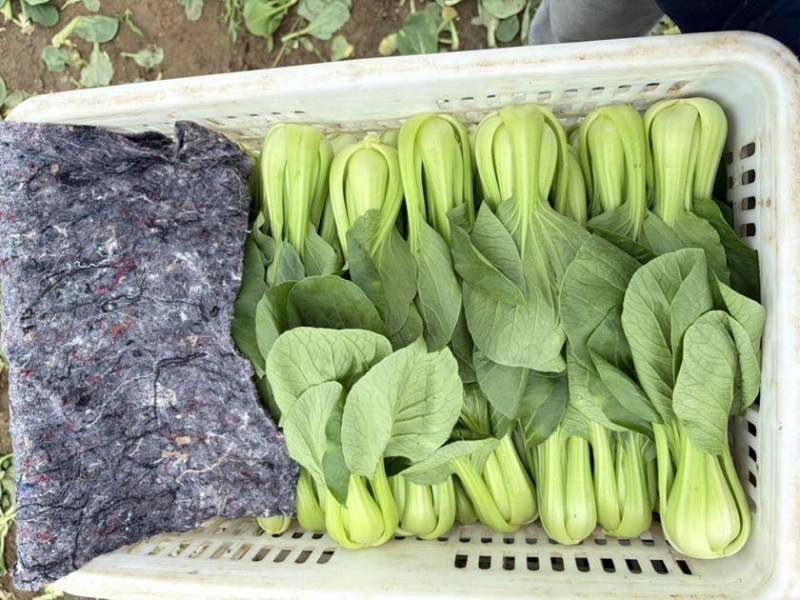 二级油菜大量有货