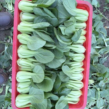 二级油菜大量有货